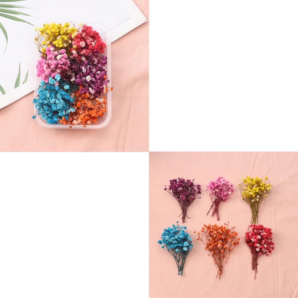 Dried Flower Bulk - ชุดดอกไม้ธรรมชาติแบบ DIY ชุดดอกไม้แห้งสำหรับงานฝีมือเล็บเครื่องประดับทำมือดอกไม้ธรรมชาติที่แท้จริงจำนวนมากเพื่อการสร้างสรรค์นิรันดร์