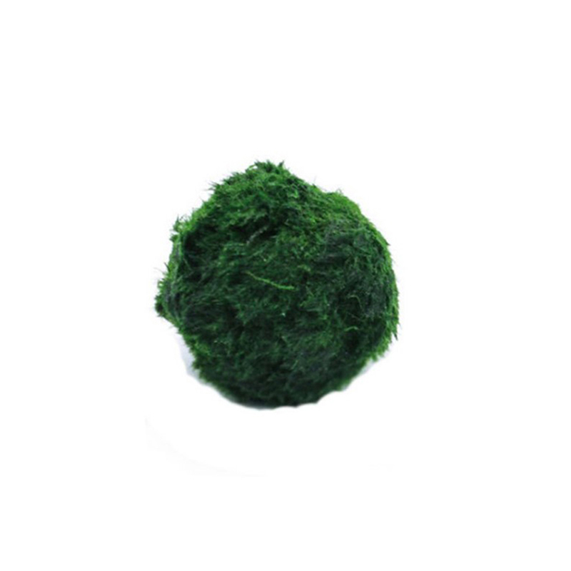 Terrarium Moss Art - มาริโม่ มอสบอล ต้นไม้ประดับตู้ปลา สาหร่าย ตกแต่งตู้ปลา ปลากุ้ง