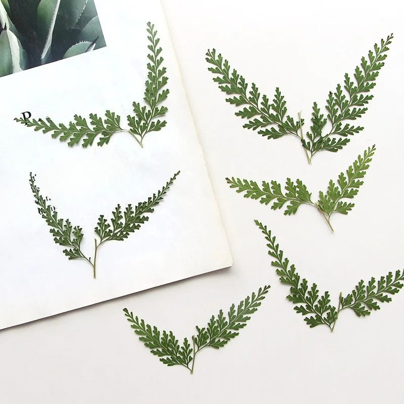 Dried Flower Bulk - ธรรมชาติ Pressed Fern สาขา, ดอกไม้แห้ง DIY