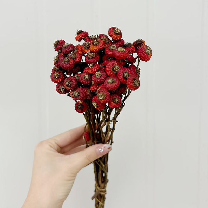 ดอกกุหลาบฮิปแห้ง 10 ชิ้น/ช่อ ด - Dried Flower Bulk บทวิจารณ์และราคา