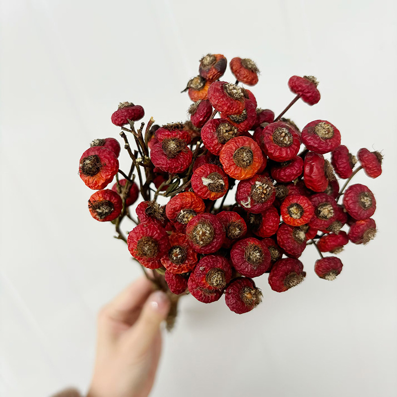 ดอกกุหลาบฮิปแห้ง 10 ชิ้น/ช่อ ด - Dried Flower Bulk บทวิจารณ์และราคา