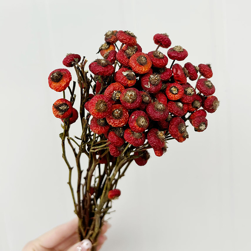ดอกกุหลาบฮิปแห้ง 10 ชิ้น/ช่อ ด - Dried Flower Bulk บทวิจารณ์และราคา
