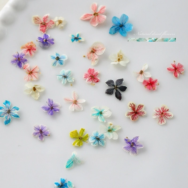 ดอกไม้แห้งสำหรับตกแต่งเล็บลายด - Dried Flower Bulk บทวิจารณ์และราคา