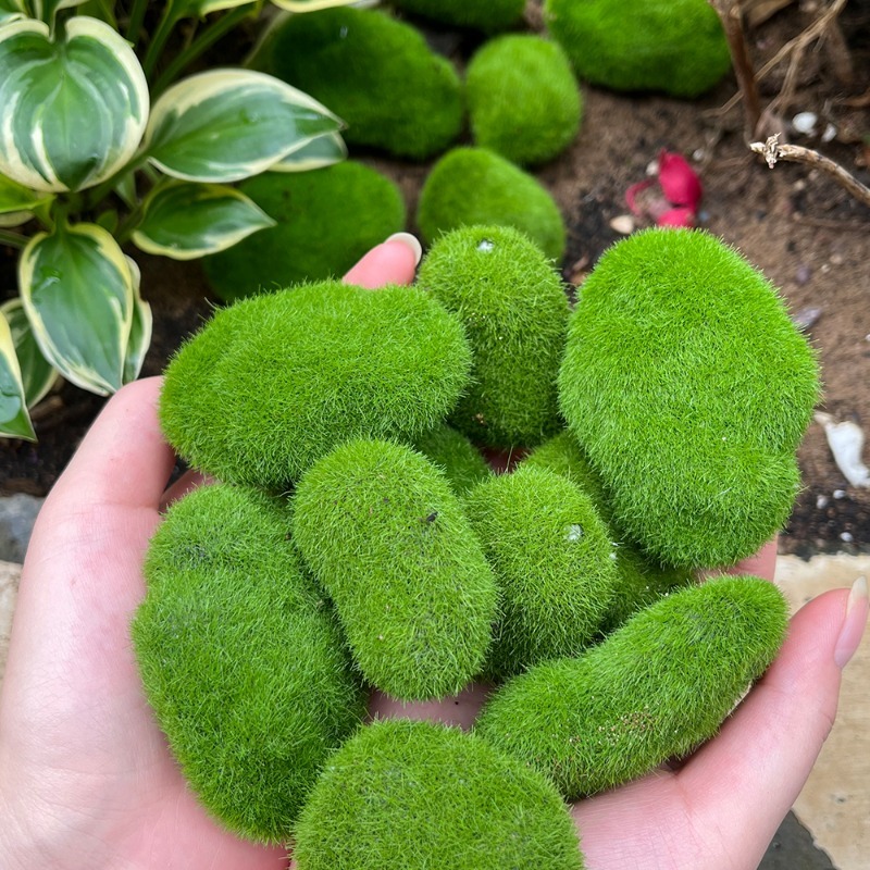 หินมอสจำลอง 5/30 ชิ้น หินมอสปร - Terrarium Moss Art บทวิจารณ์และราคา