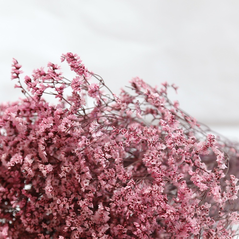 ธรรมชาติสดแห้งดอกไม้ที่เก็บรัก - Dried Flower Bulk บทวิจารณ์และราคา