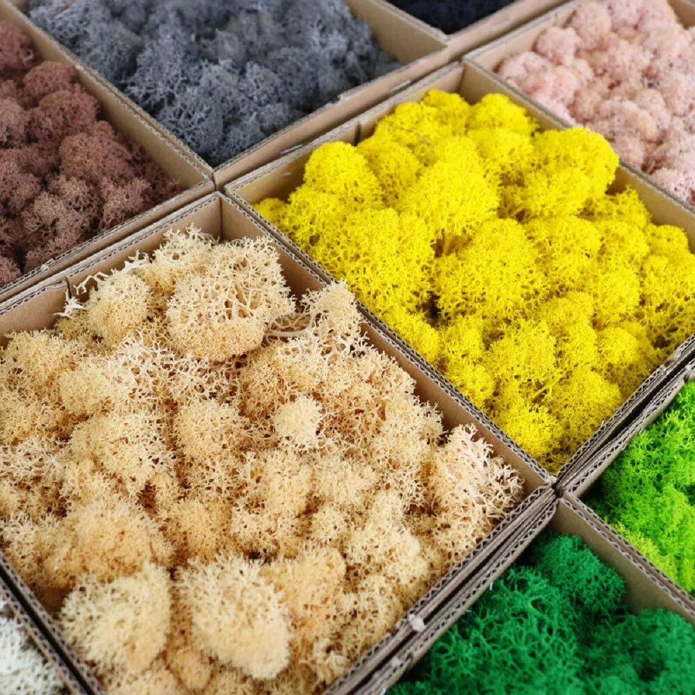 พืชสีเขียวประดิษฐ์ชีวิตนิรันดร - Terrarium Moss Art บทวิจารณ์และราคา