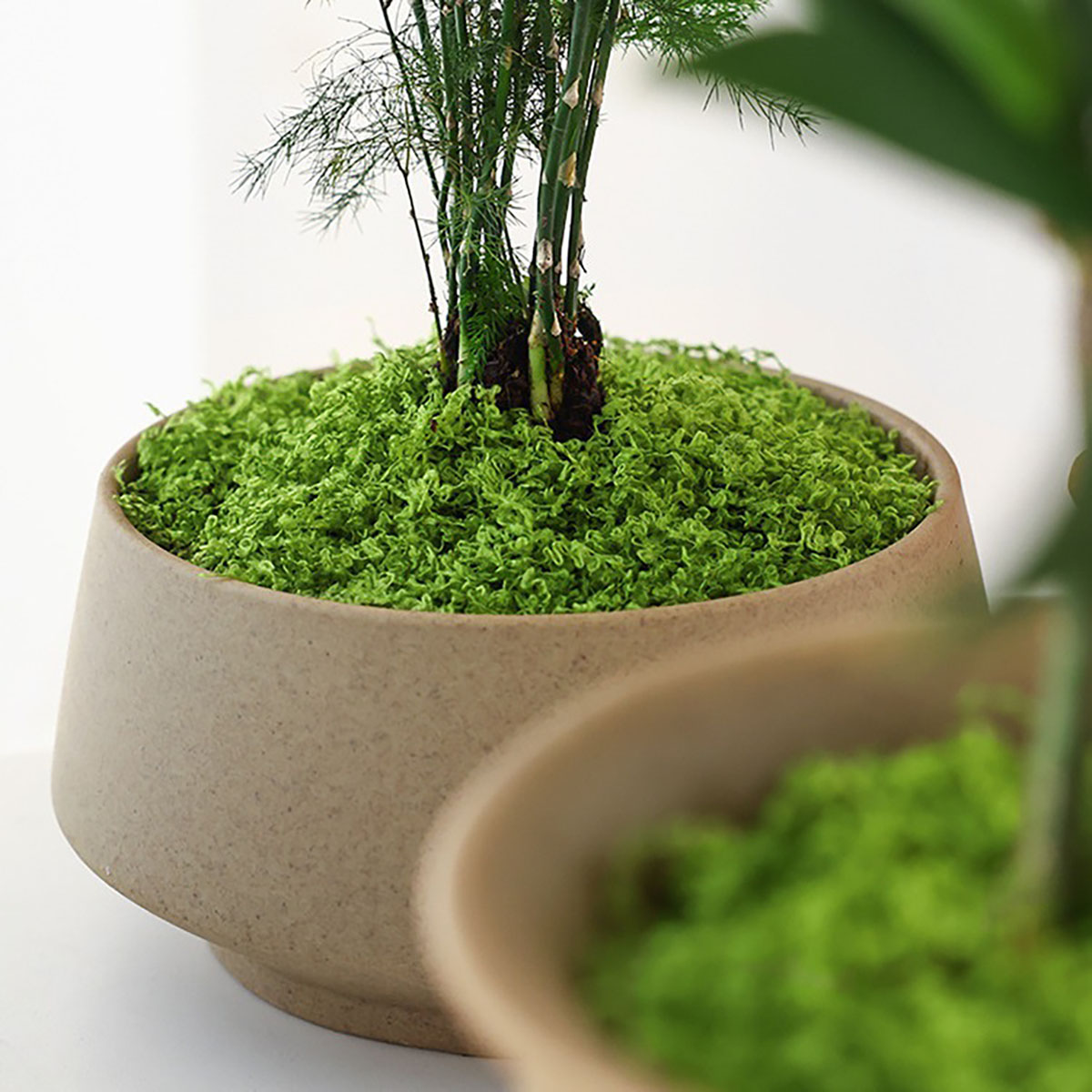 ประมาณ 20 กรัม ต้นไม้ประดิษฐ์ส - Terrarium Moss Art บทวิจารณ์และราคา