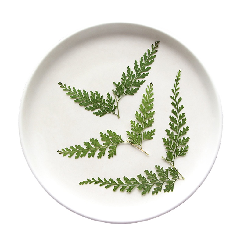 ธรรมชาติ Pressed Fern สาขา, ดอ - Dried Flower Bulk บทวิจารณ์และราคา
