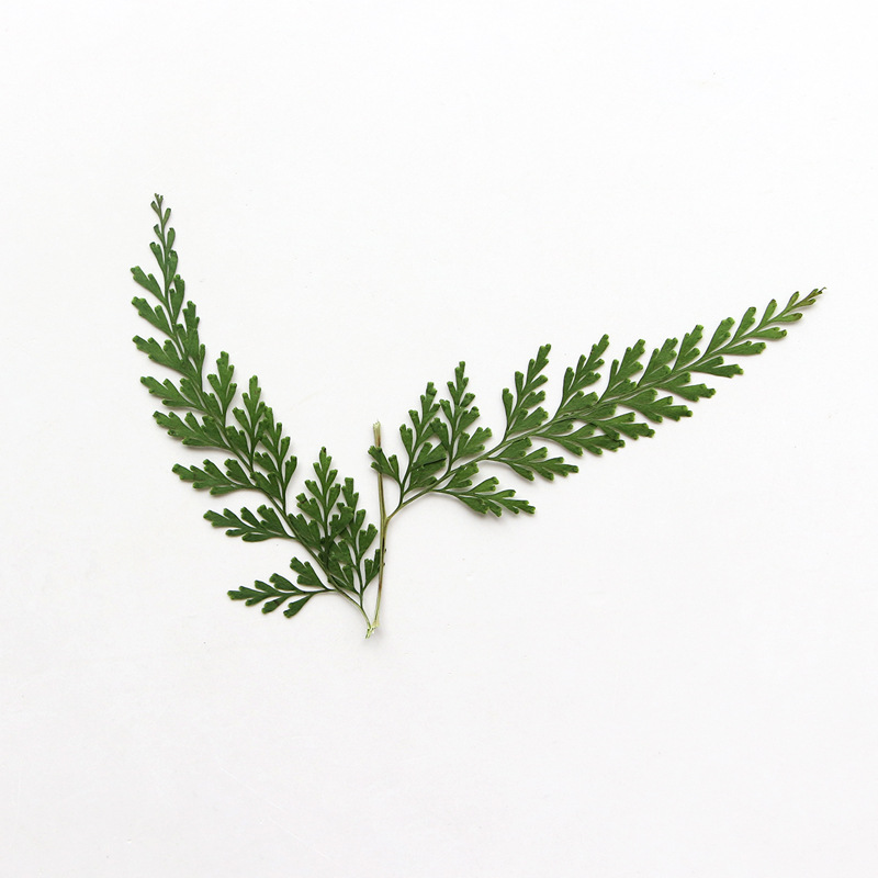 ธรรมชาติ Pressed Fern สาขา, ดอ - Dried Flower Bulk บทวิจารณ์และราคา