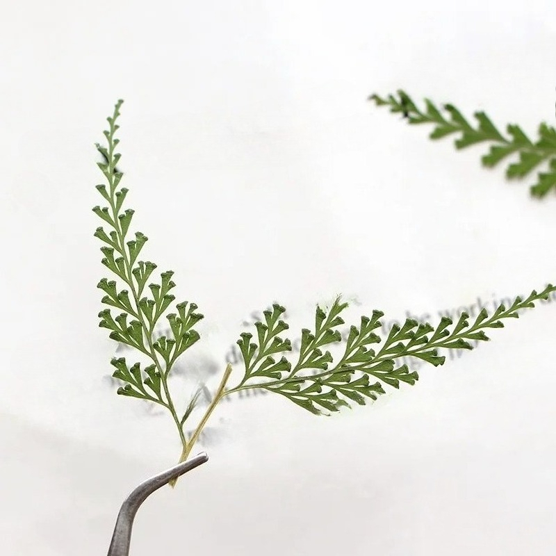 ธรรมชาติ Pressed Fern สาขา, ดอ - Dried Flower Bulk บทวิจารณ์และราคา